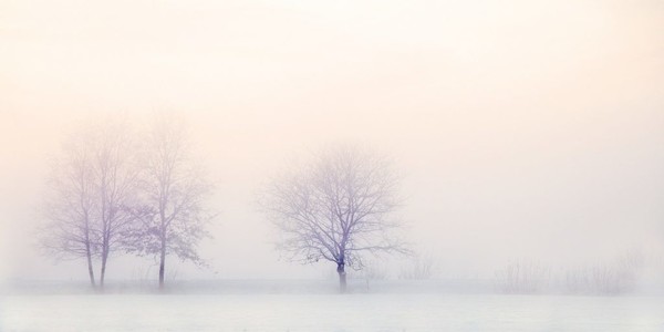 Un conte de Noël : Les trois arbres