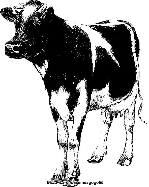 Vache