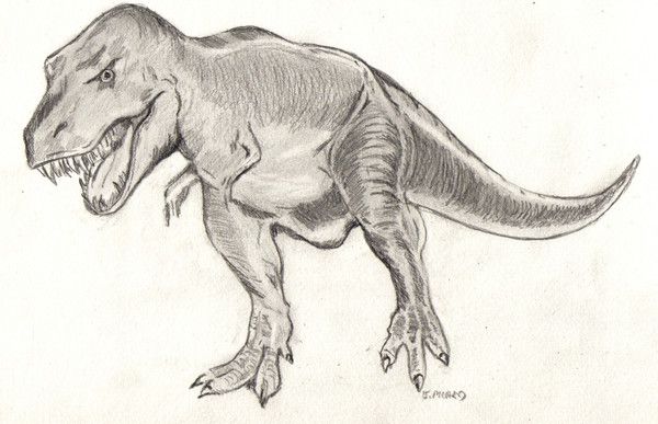 Tyrannosaurus Rex : Dessin