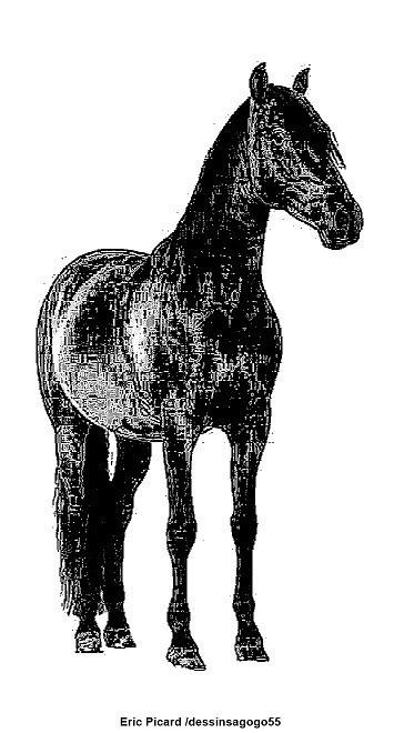 Cheval : Origines du cheval domestique
