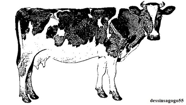 Vache : Élevage