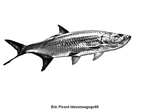 Megalops