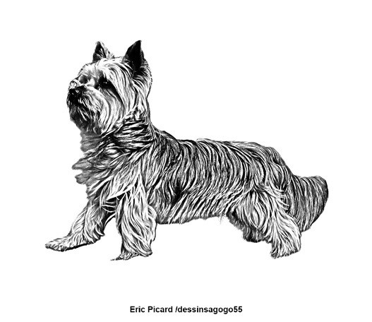 Yorkshire terrier