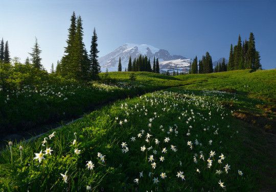 Mount Rainier, Washington : Histoire géologique