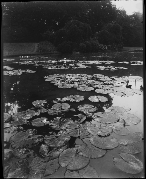 Eugène Atget, Water Lilies , avant 1911.