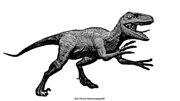 Velociraptor : Historique des découvertes