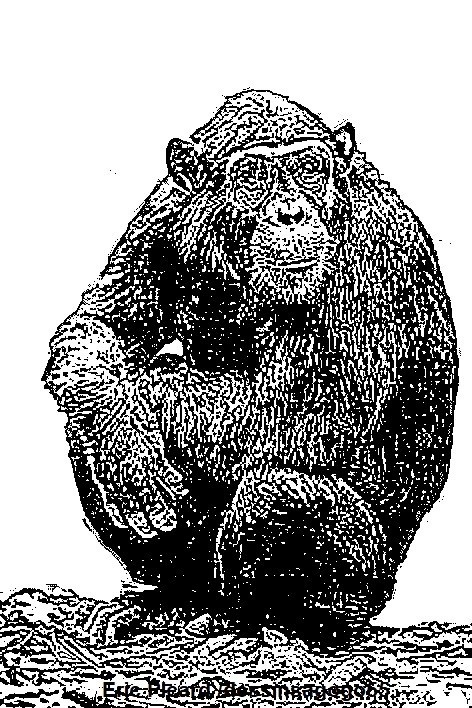 Chimpanzé : Espèces