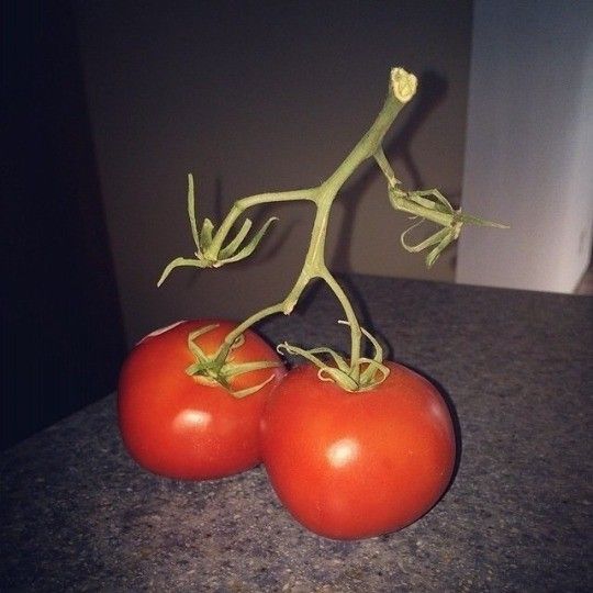 Tomates : La nature fait bien les choses