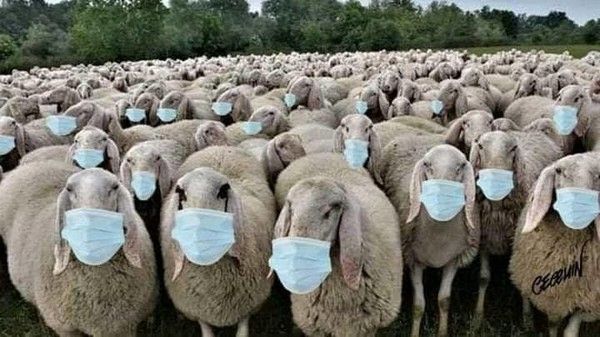 Moutons et coronavirus