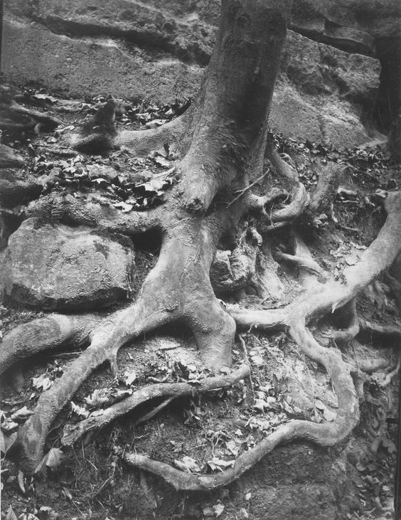 Eugène Atget, Racines d'arbres, Parc Saint Cloud , 1906.