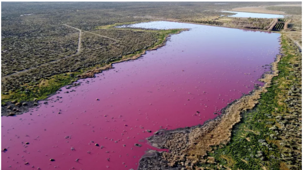 Argentine : une lagune vire au rose