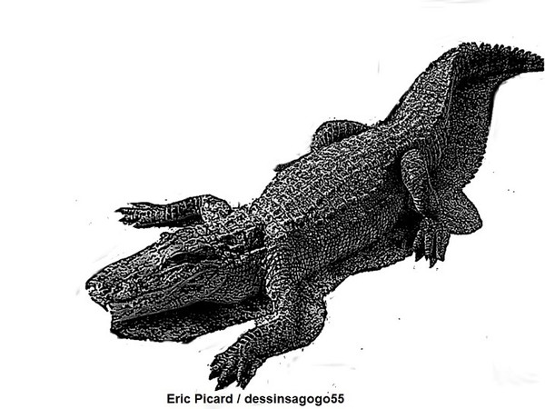 Crocodile : Taille