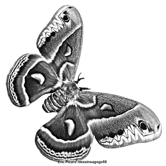 Hyalophora cecropia