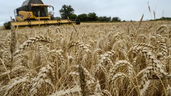 Pénurie de blé: la FNSEA invite à «relativiser» la hausse