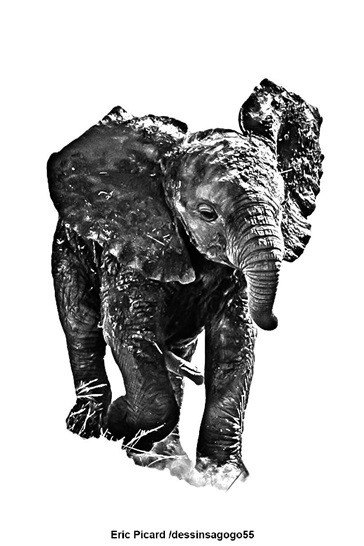 Eléphant