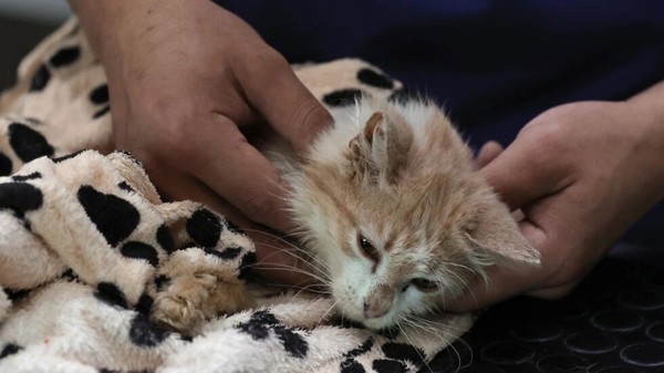 Chypre: sur "l'île aux chats", une maladie décime