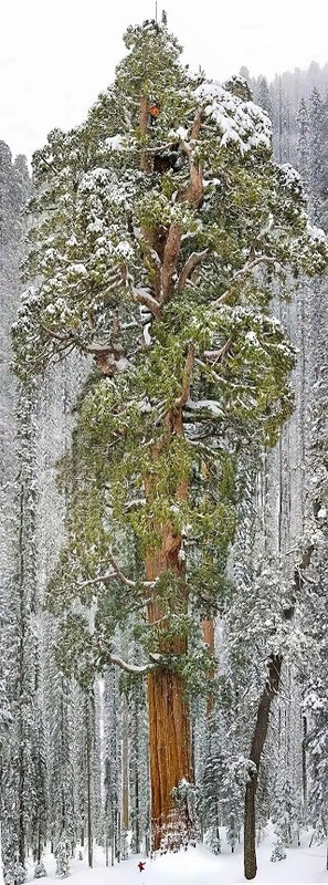 Le plus vieux séquoia du monde, âgé de 3200 ans