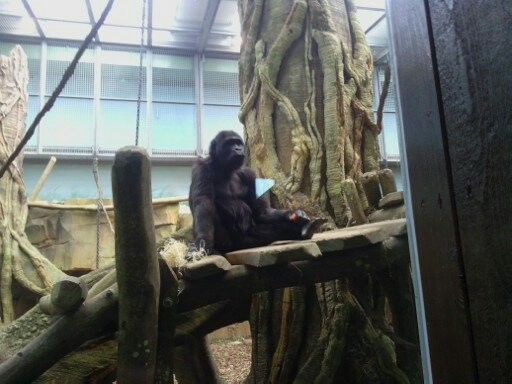 Zoo d'Amnéville : La demeure des gorilles