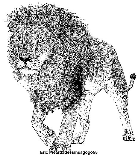 Lion : Excroissance caudale