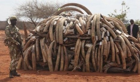 Eléphants de l'Afrique Subsaharienne décimés
