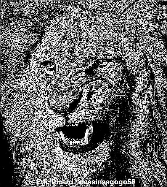Lion : Description