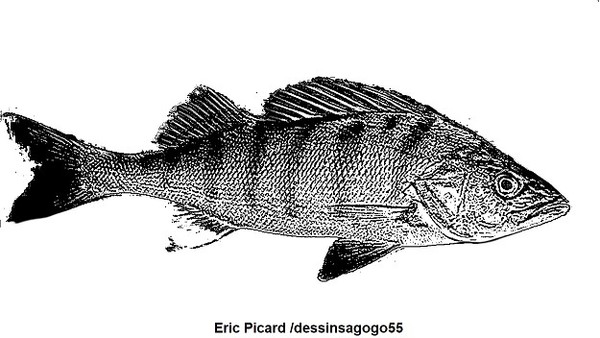 Perche (poisson)
