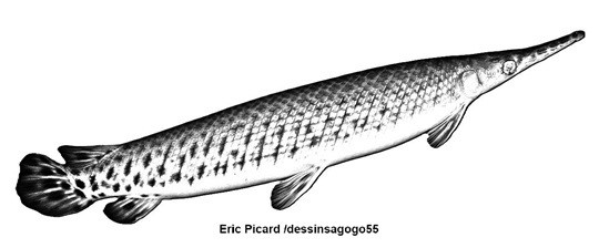 Lepisosteidae