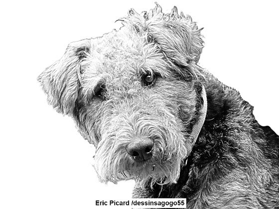 Airedale terrier