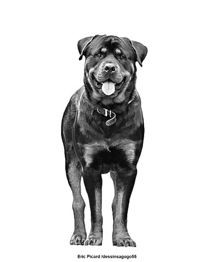 Rottweiler