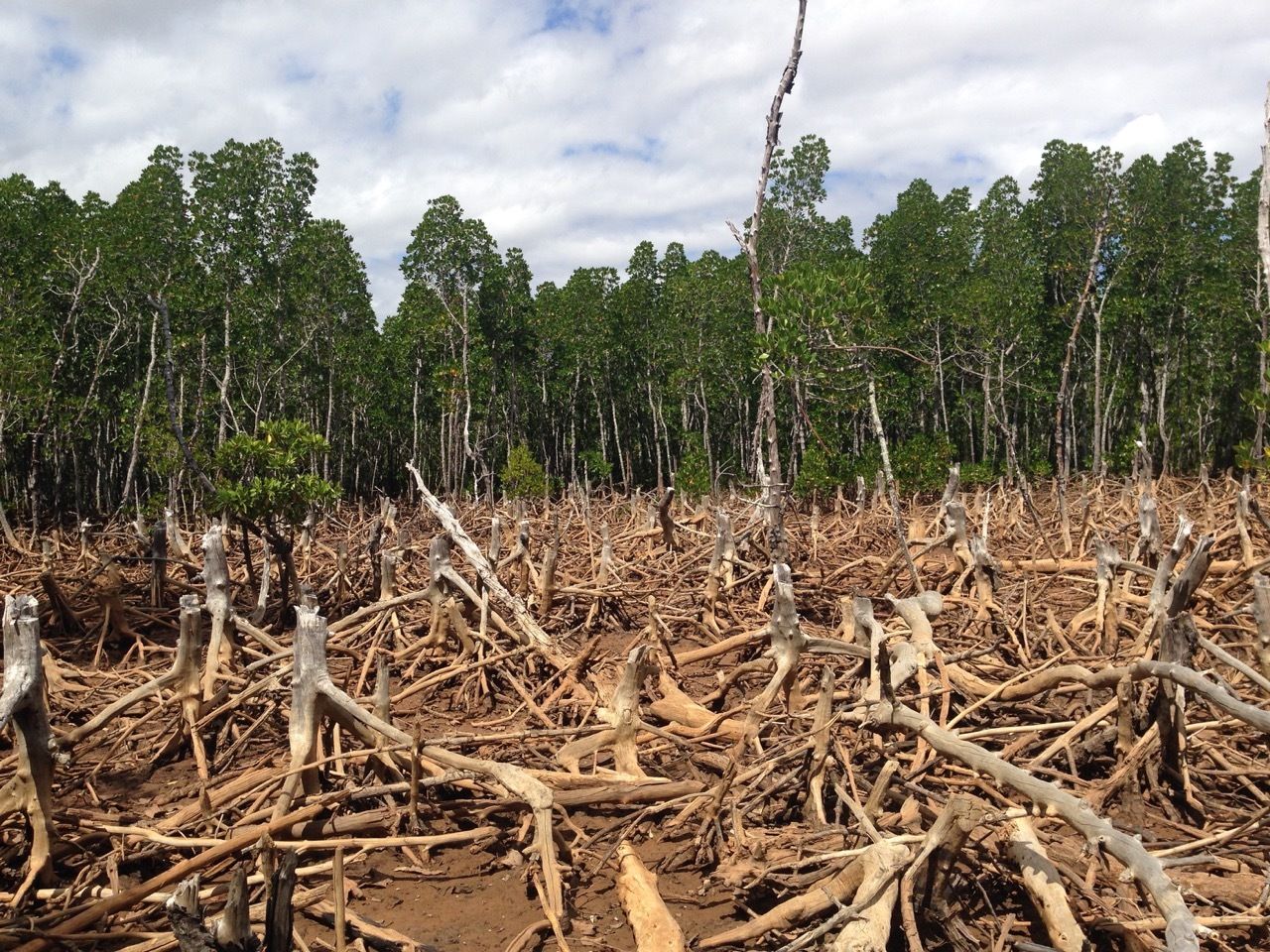 How Deforestation Causes Land Pollution